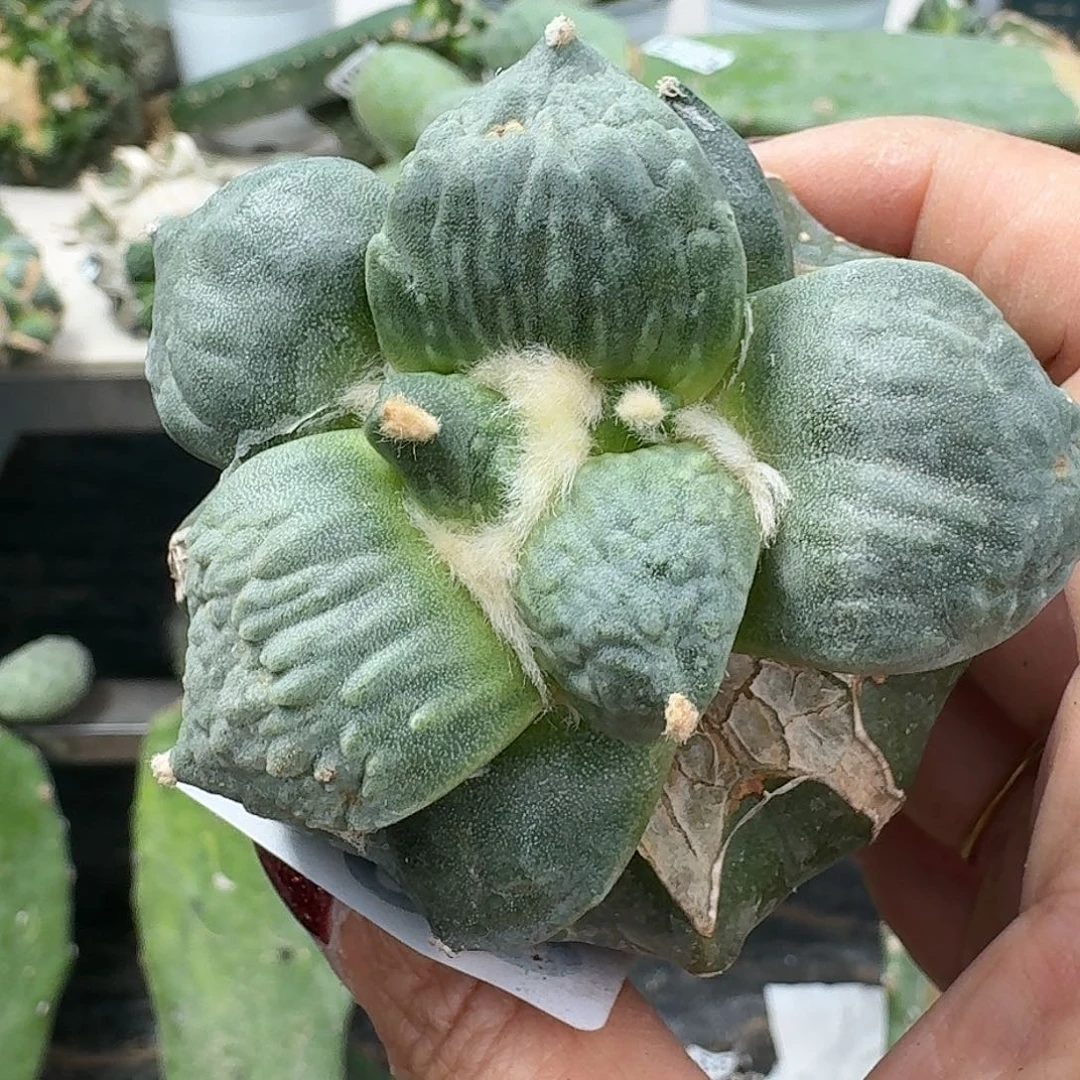 【闪购商品】无花朵大尤牛蛇008