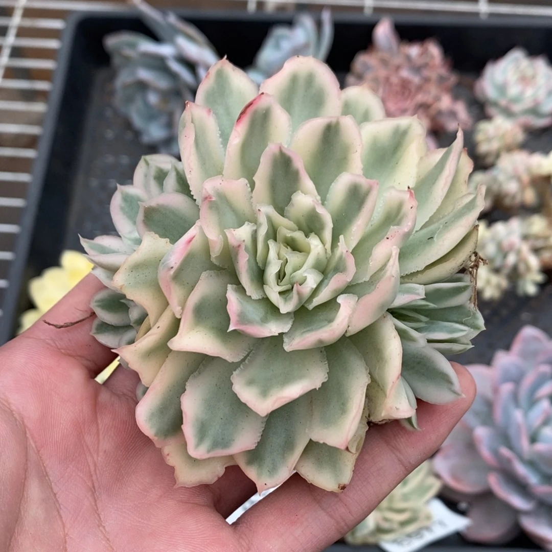 紫蝴蝶多肉植物8981