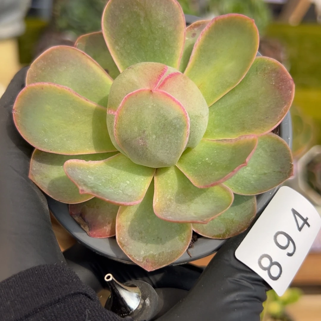 894禧桃粉优选8厘米