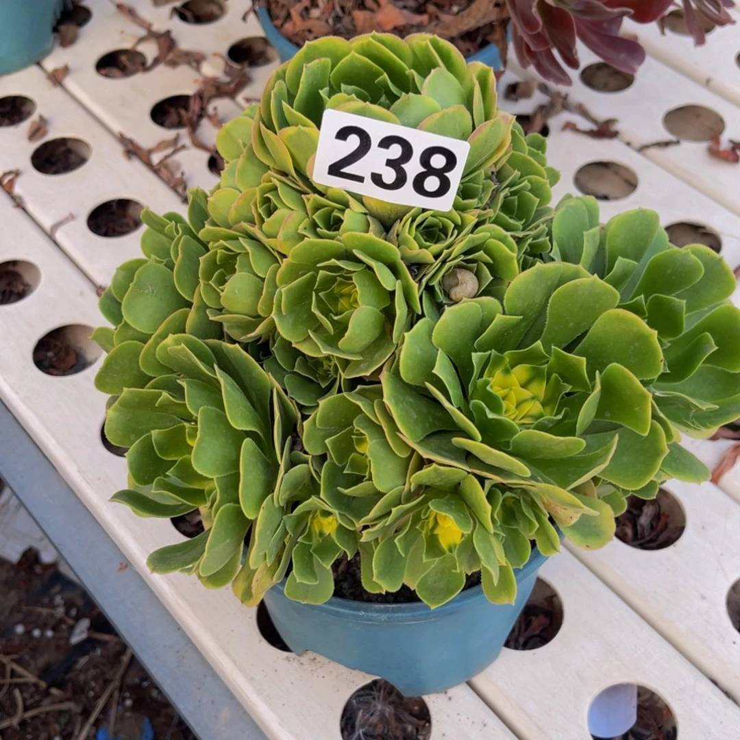 辛尼亚法师7///////43包邮