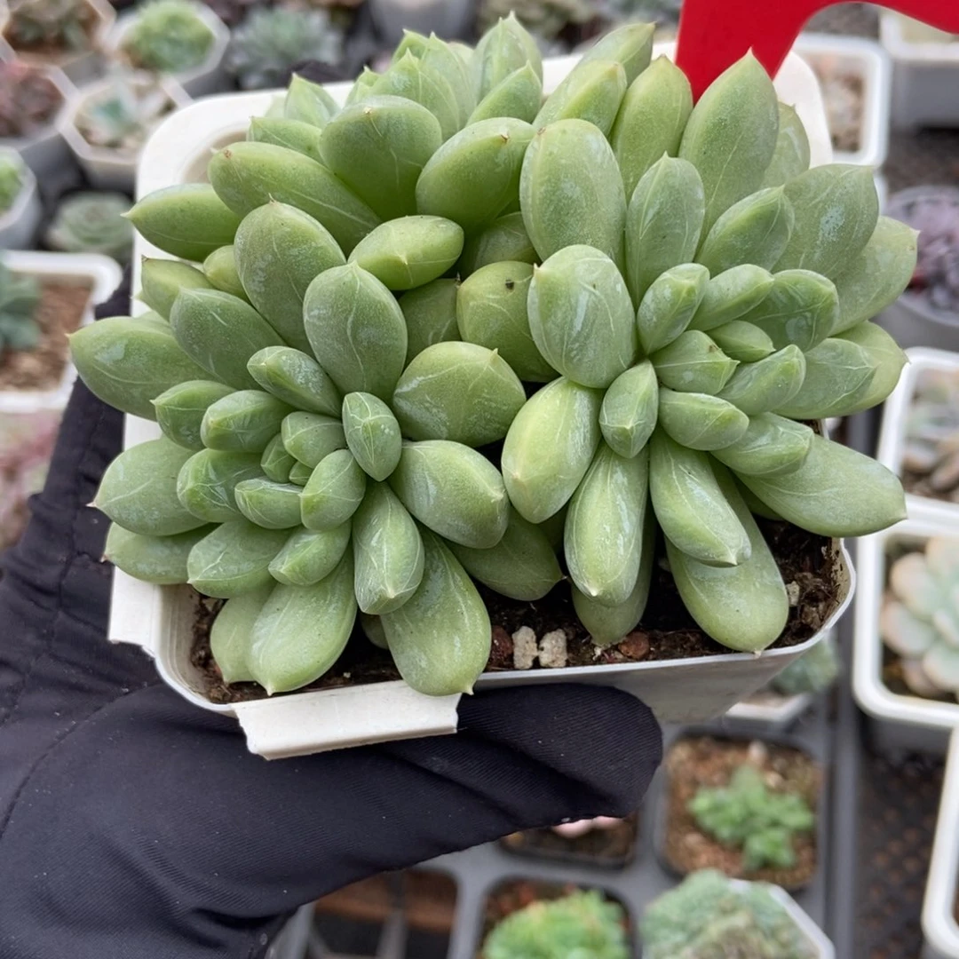 903百搭翡翠多肉植物