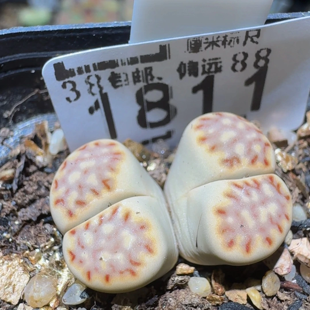 Ssss精品生石花1811
