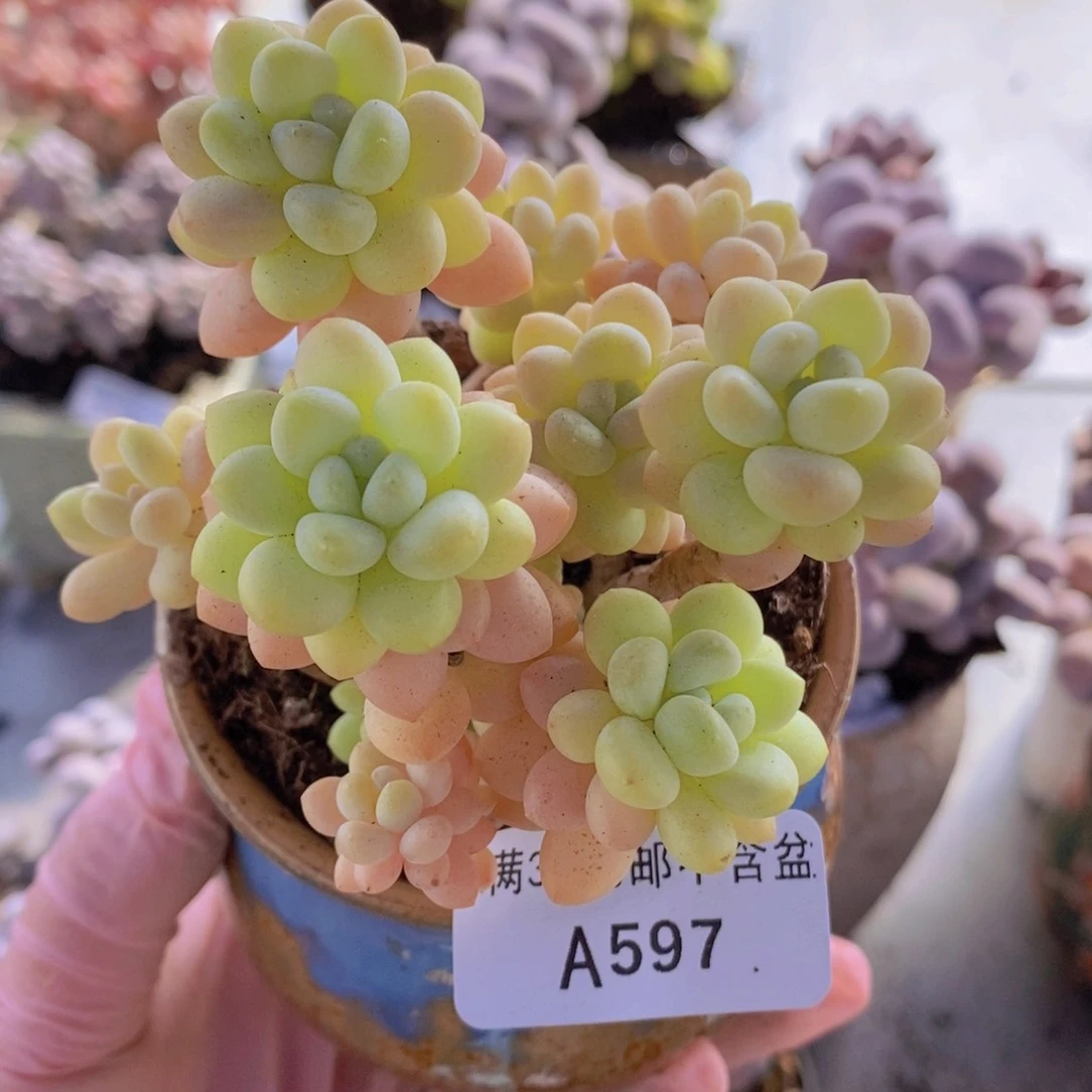 洛可可7cm597多肉植物