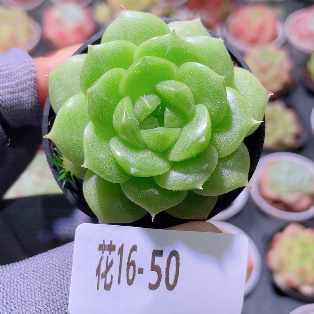 花利美16-50麦秆