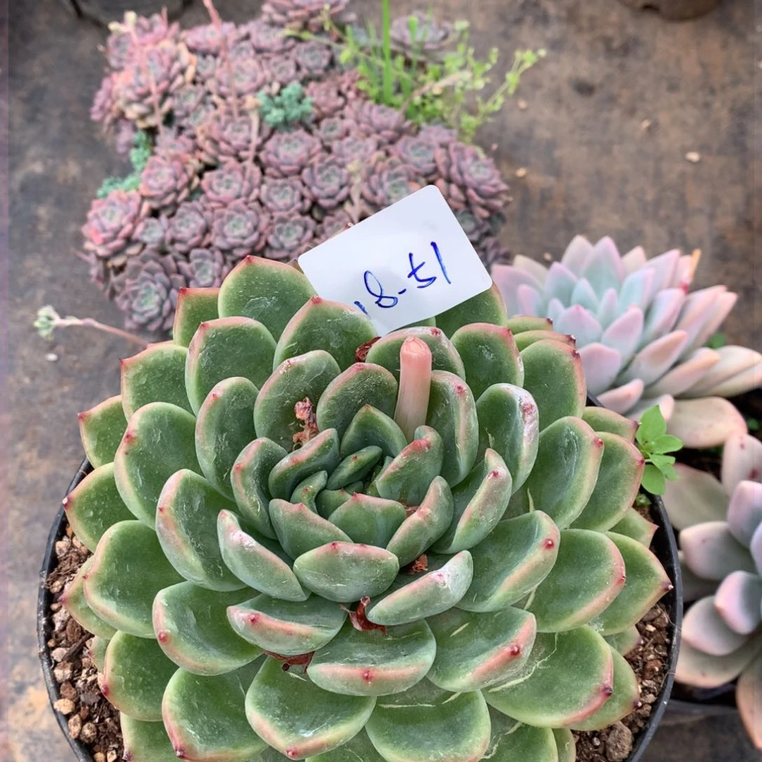 不知名杂一物一拍18-51