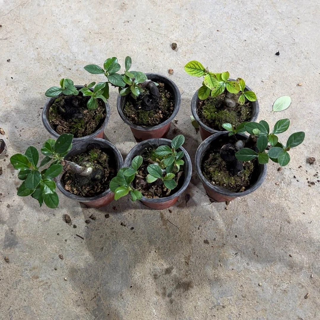 c***n无花朵发发发发发发发发发发