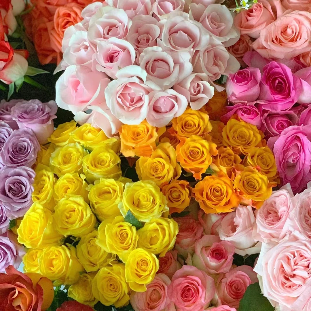 10枝彩拼单头玫瑰（两单发顺丰或京东快递）云南鲜花