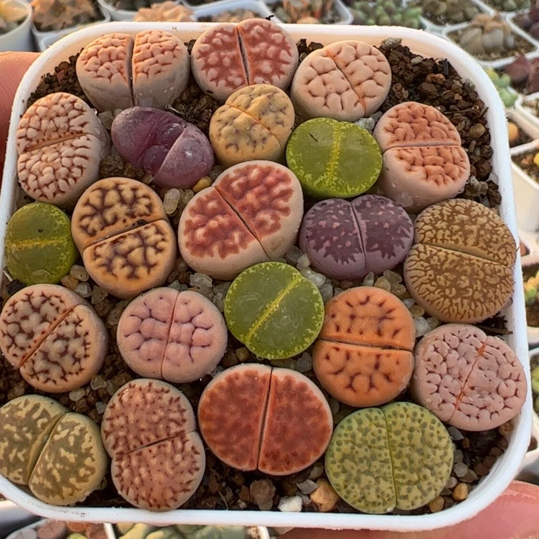 多肉植物组合58，