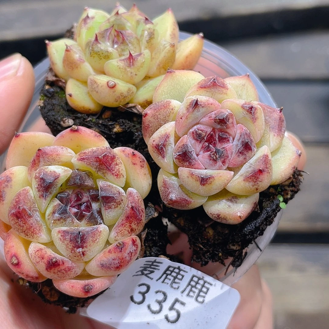 335。黑熊jing。