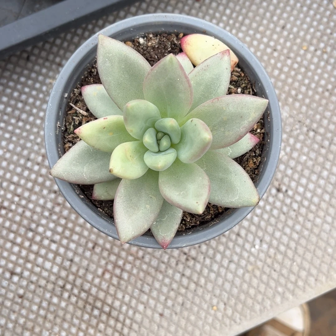 多肉植物多肉植物