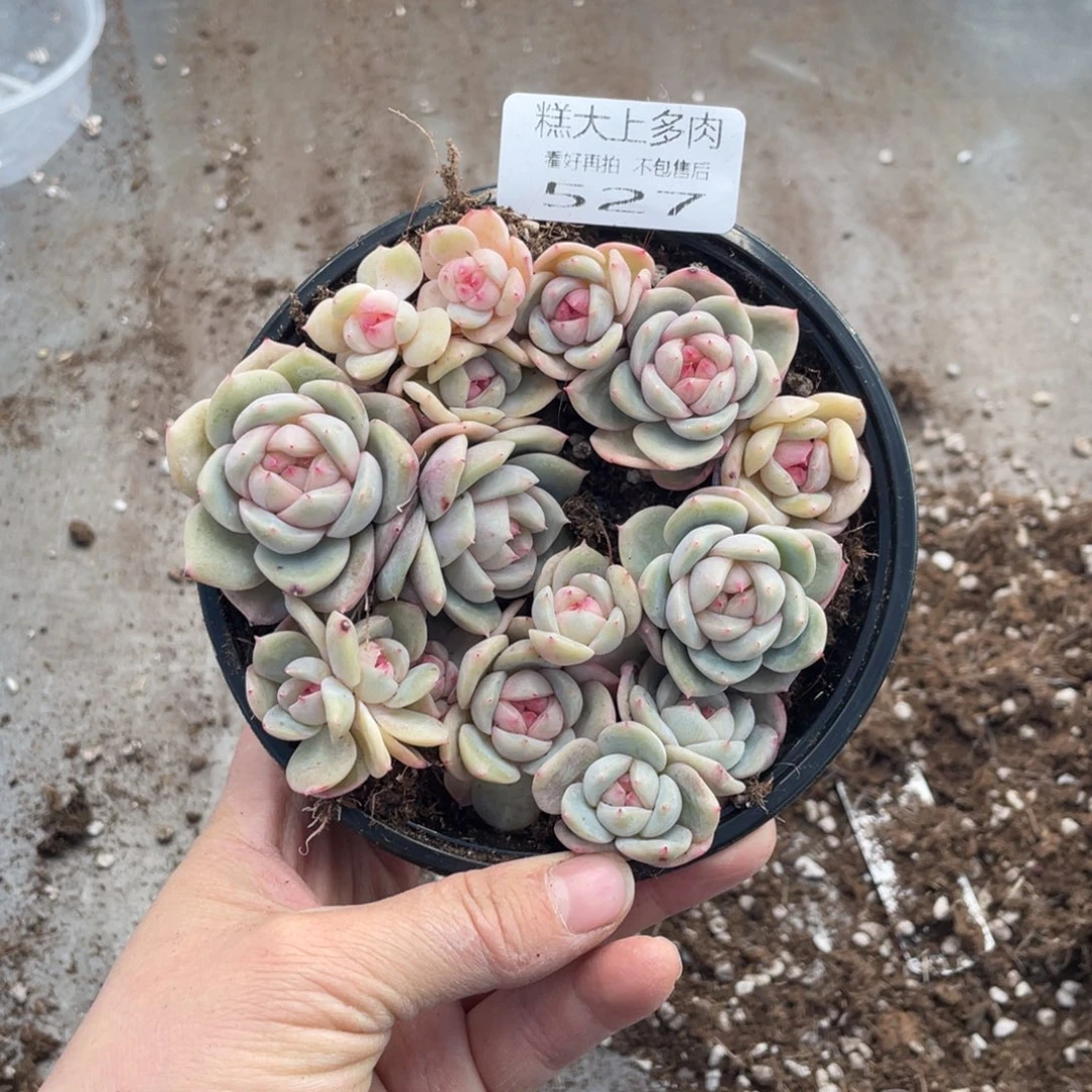 糕大上多肉植物527