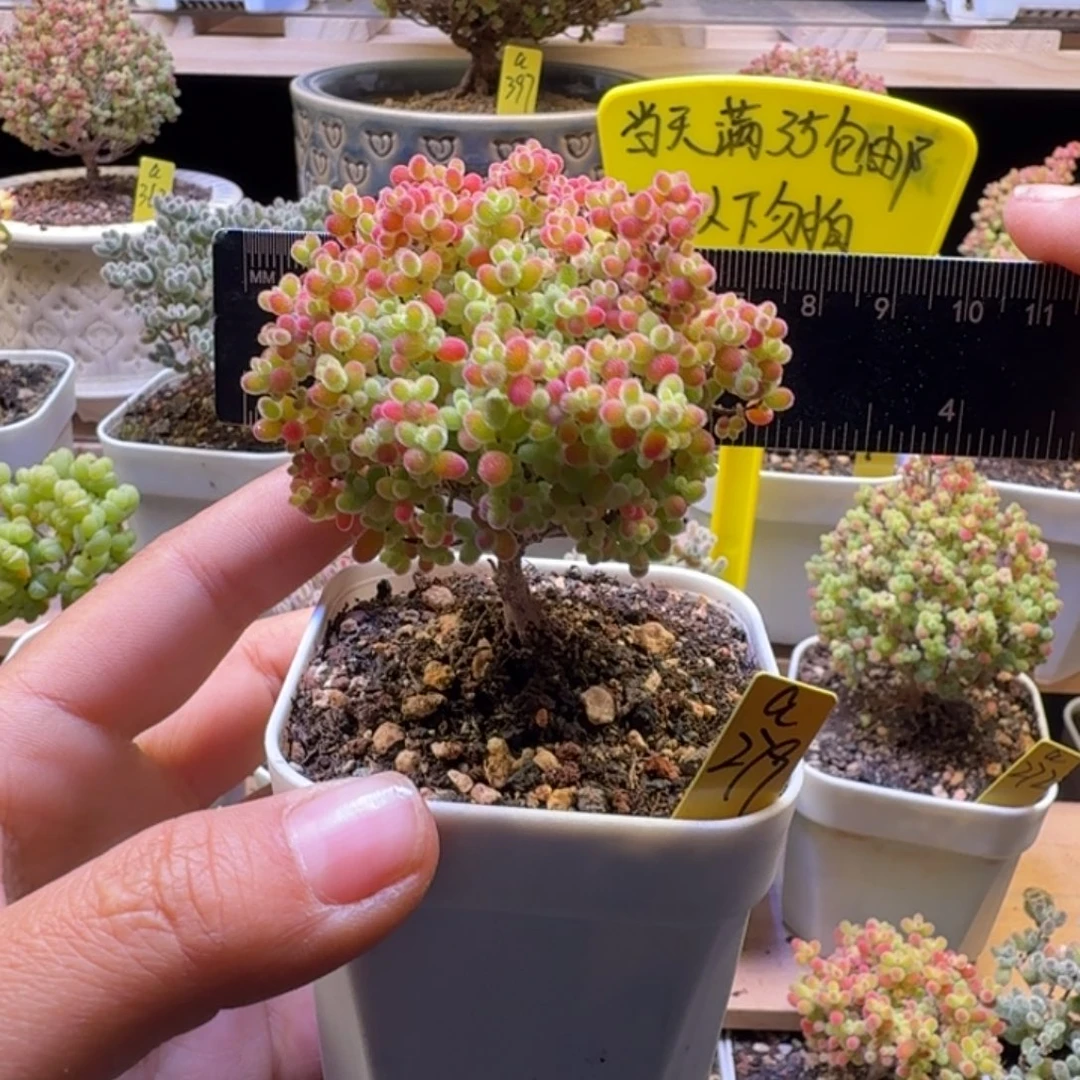 a279号蜜橘冠服6厘米左右