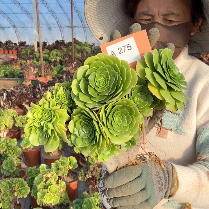 L****?275绿杨蓉缀化老桩