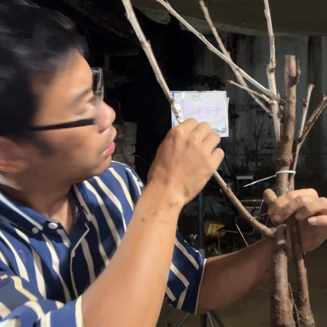 舞***美当前无花栽培后可以开花272