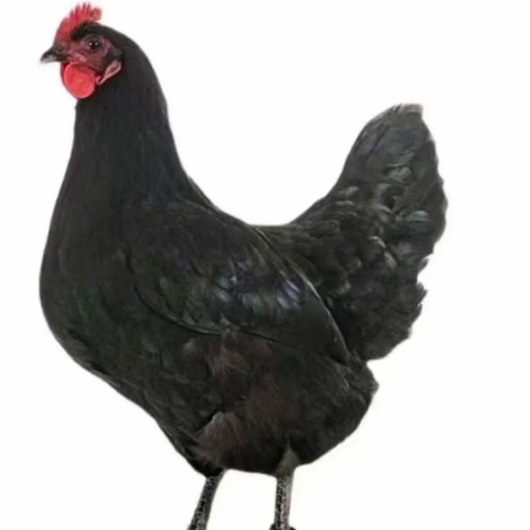 【产黑壳蛋 礼盒发货】8个（7两发货）（包6个huó）共发7个