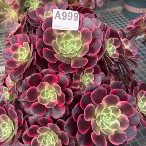 999金丝雀32厘米左右