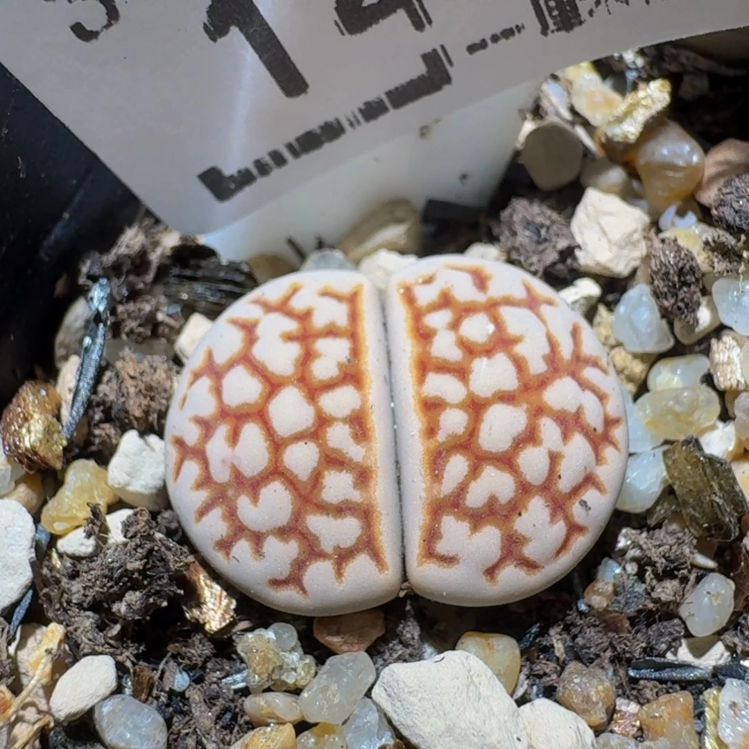 zzzz精品生石花1457