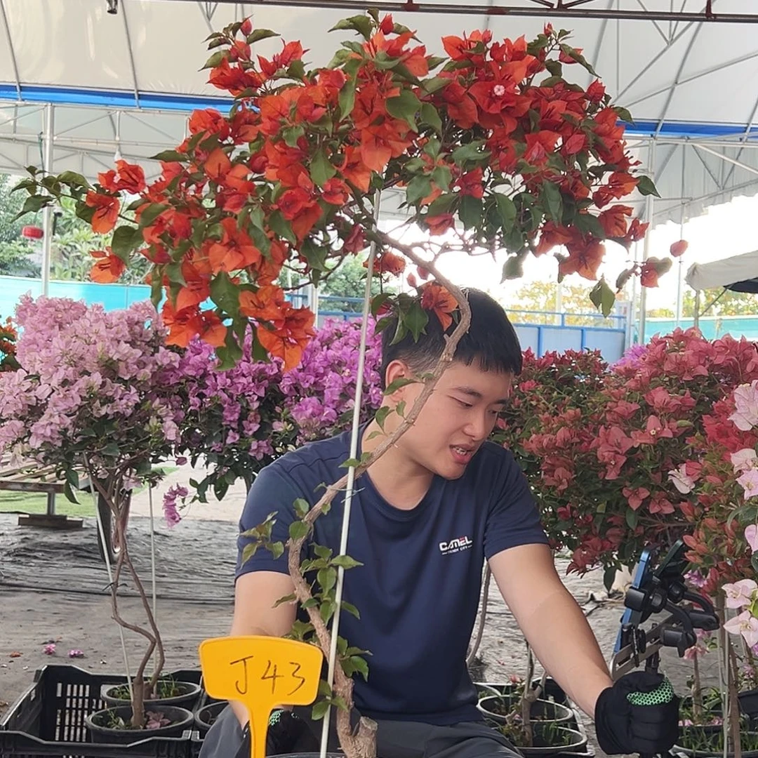 琦***吖大部分花苞少量开放J43红桑巴