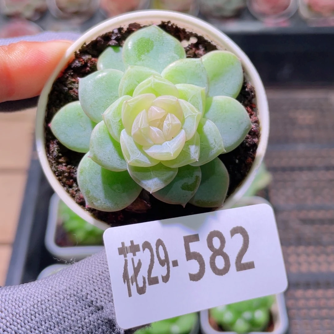 花利美29-582珍妮冰蕊