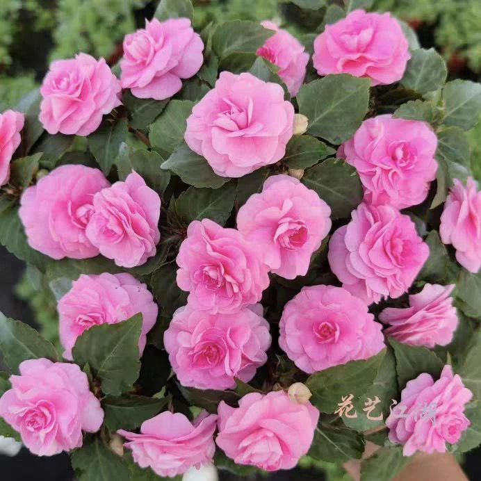 水梅花重瓣凤仙盆栽大苗四季花卉开花不断家庭耐热多年生玻璃翠