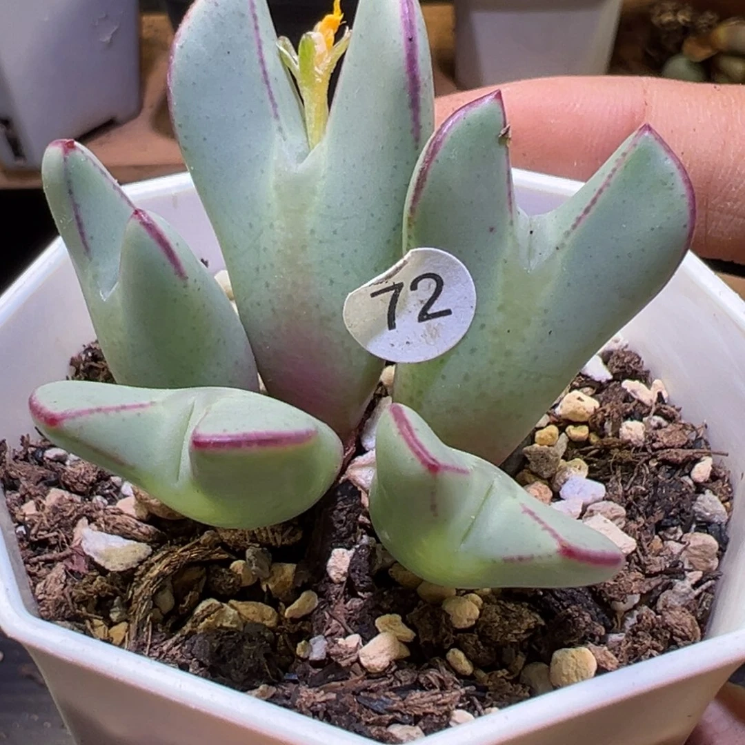 多肉植物11111111111
