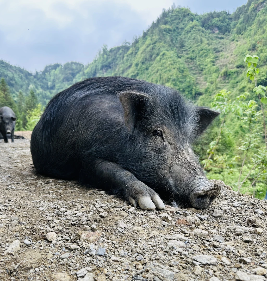 生态藏香猪（梅花肉）直播间现场称重所见即所得