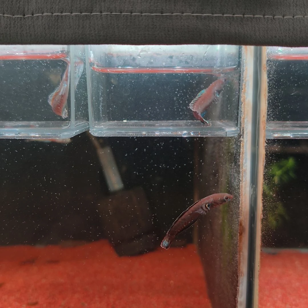 雷龙鱼4-6印尼奶茶 顺丰包邮