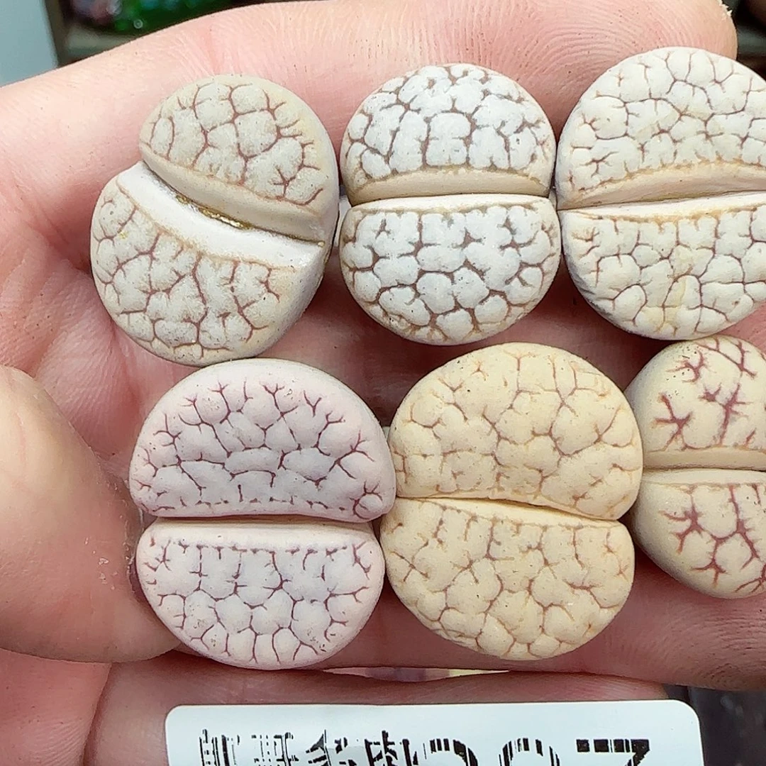 满满18包邮1125-287