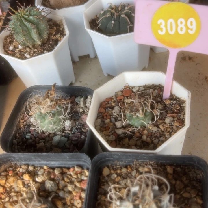 实生娇丽仙人球四棵3089