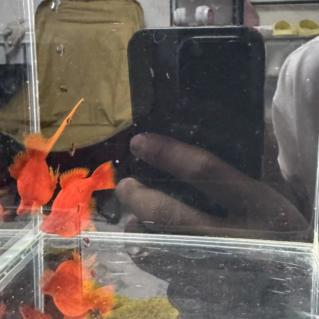 【精品红箭球】红箭球 母鱼6cm左右 公鱼7cm左右