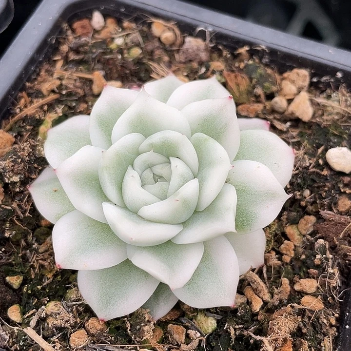 高瓷白麦秆锦。一物一拍