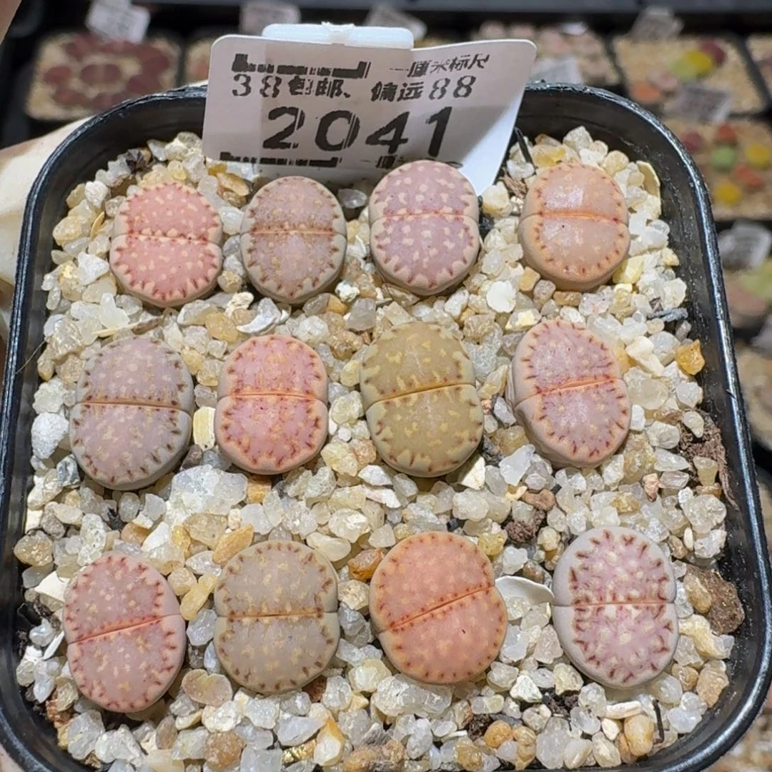 Ssss精品生石花2041