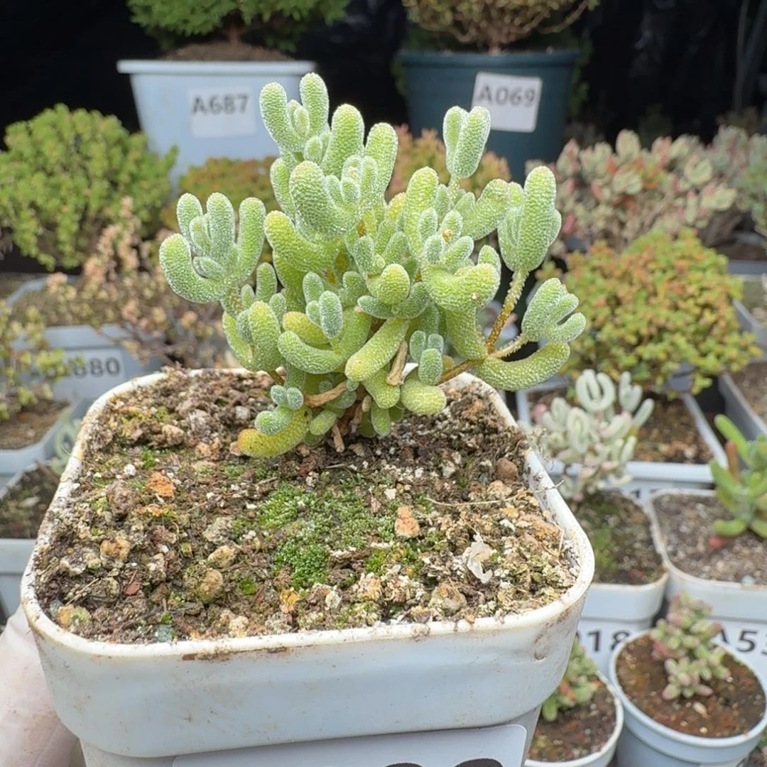 A100黄冰闪闪一物一拍