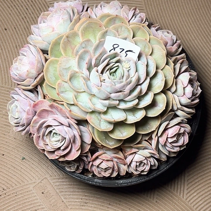 柳****园875//////////////