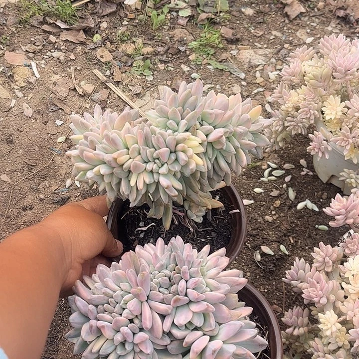 肉***ღ淡雪缀锦，两颗一起