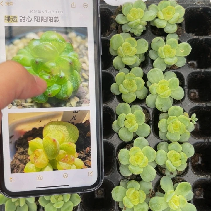 绿透甜心，9.9包邮