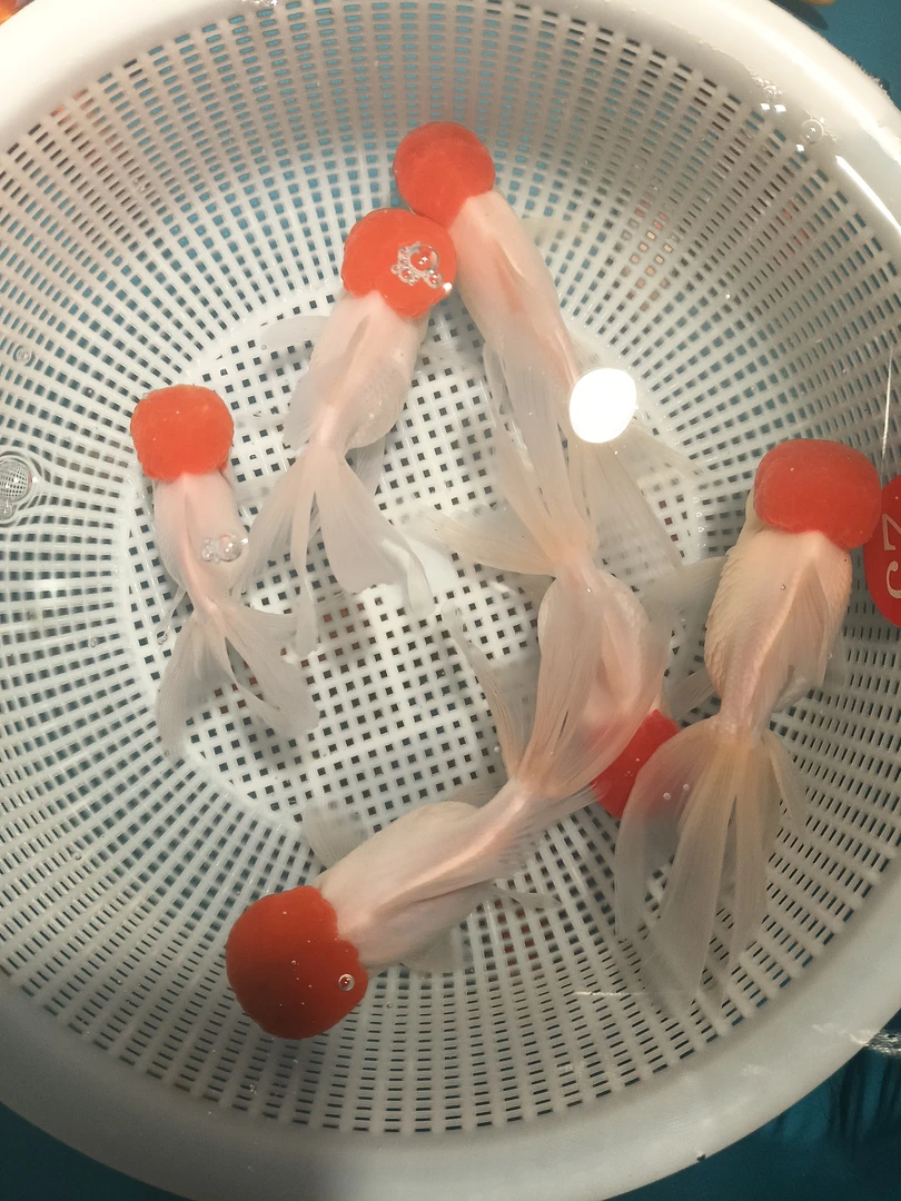 冷水观赏鱼鸿运当头金鱼活体好养易活耐养淡水小型宠物鱼超萌好物