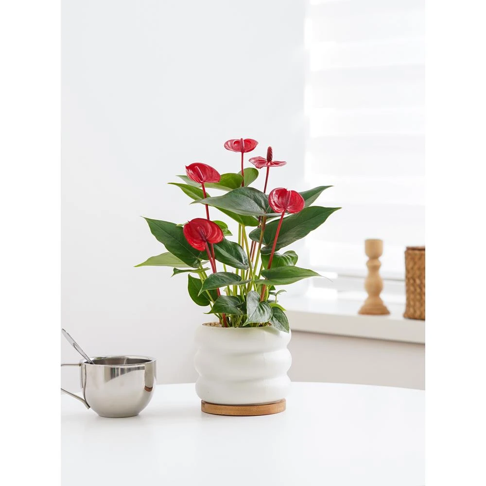 红掌盆栽带花卉大盆大叶四季长青绿植物鸿运当头室内客厅旺宅好养