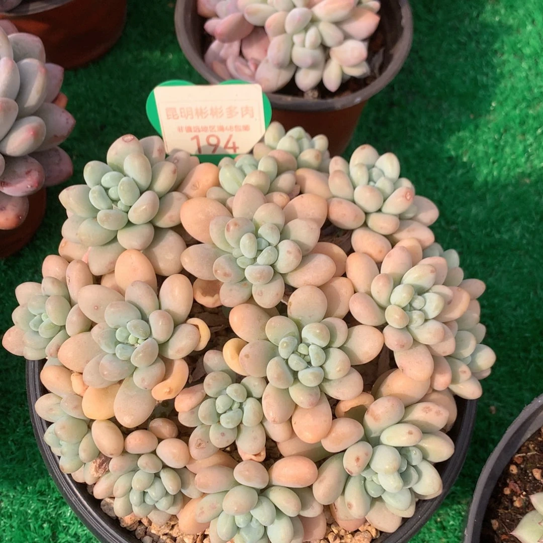 达芙妮矮桩平头194