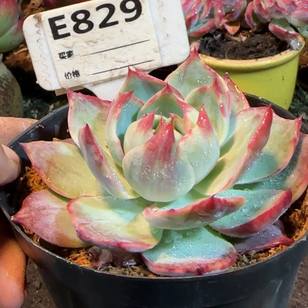 立叶拉丝惊鸿一物一拍包装收缩花旱829