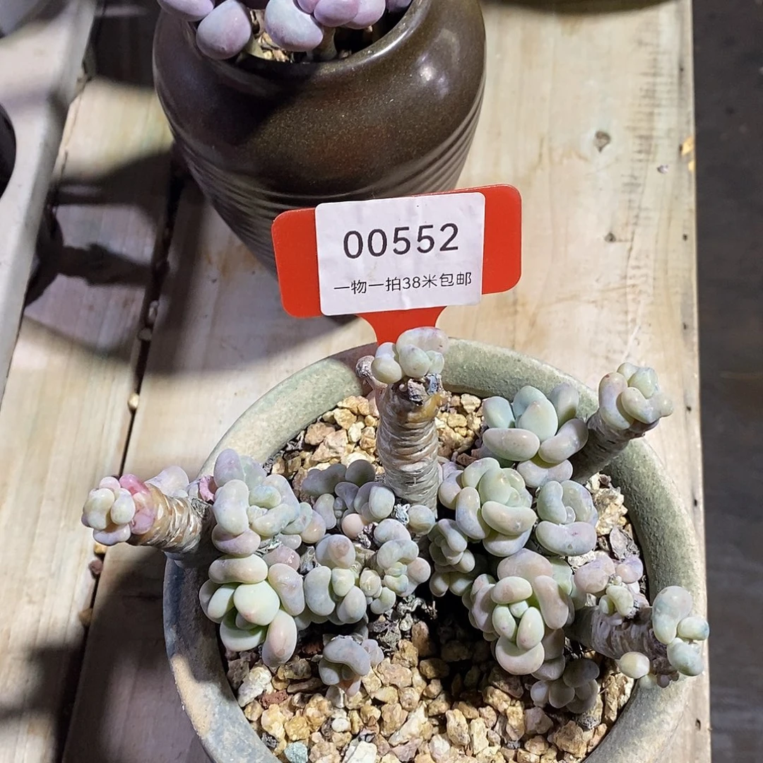 00552安吉托哦哦璐璐