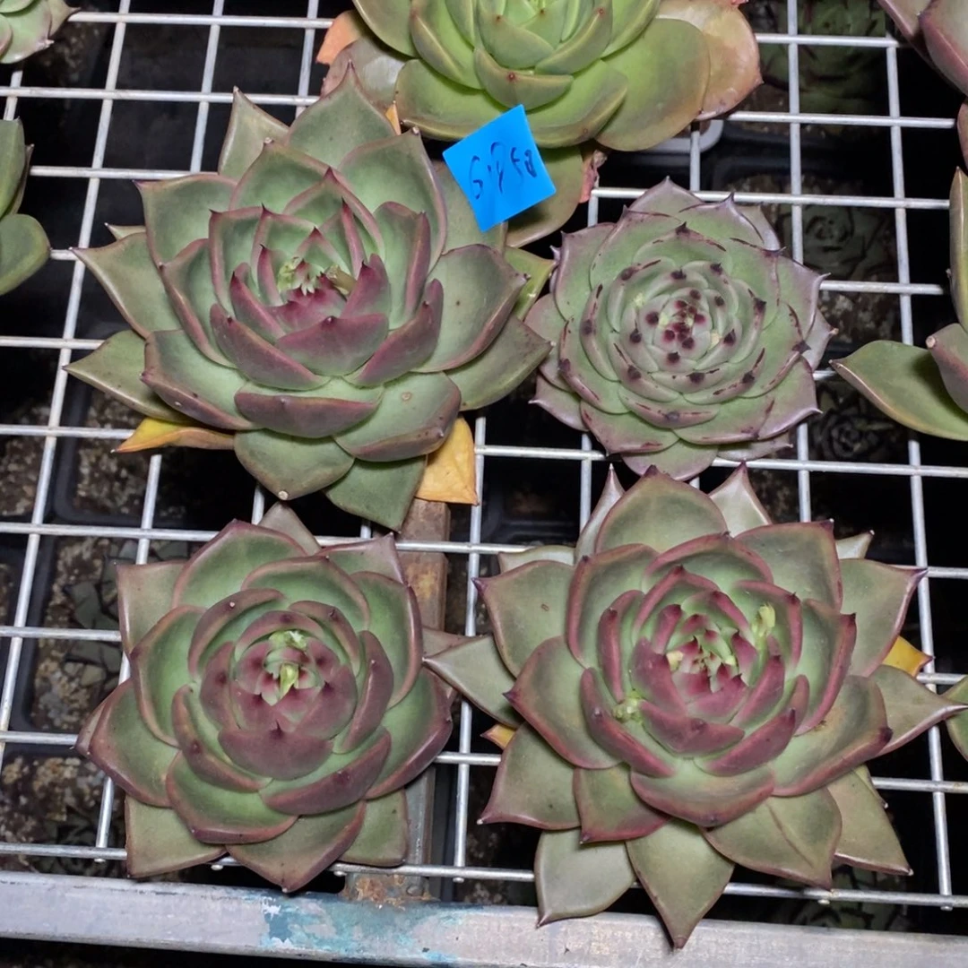 找**o多肉植物多肉植物1850四颗