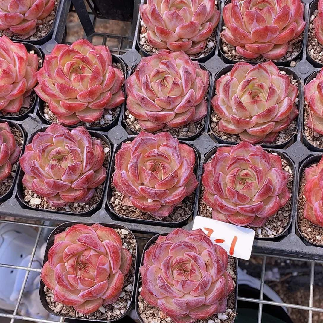 7-1- 精品黑方夜魔侠单头福利一颗 量拍