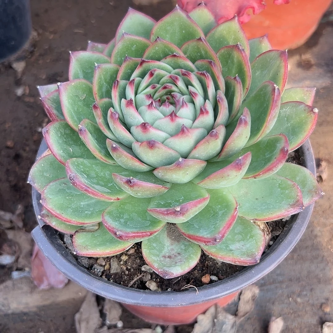 多肉植物月亮石单头
