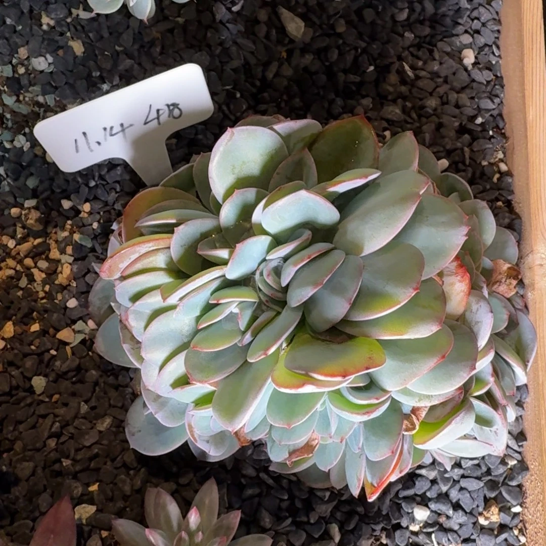 B***n一物一拍布鲁兰缀化418