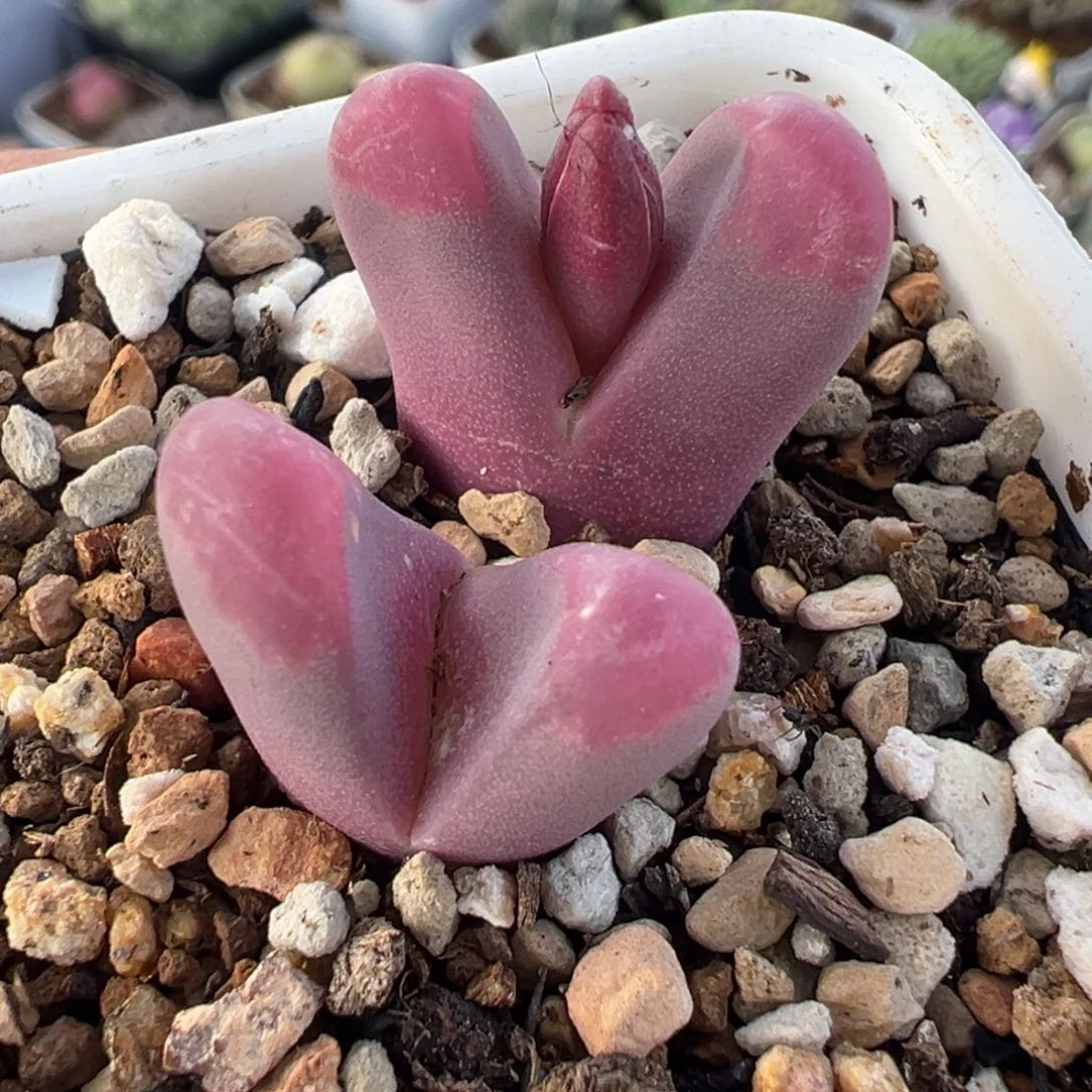 081多肉植物种类多样