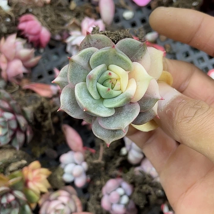 贝加尔湖锦一物一拍