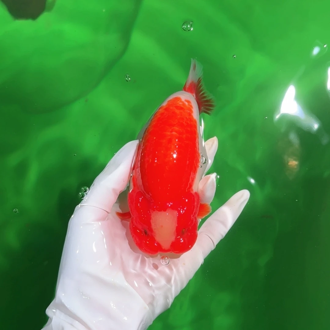 金鱼类不分公母17