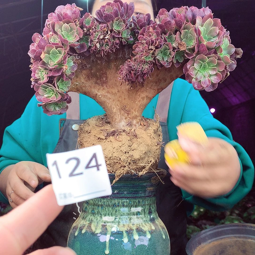 柒柒精品多肉脱土发货不包断侧枝124