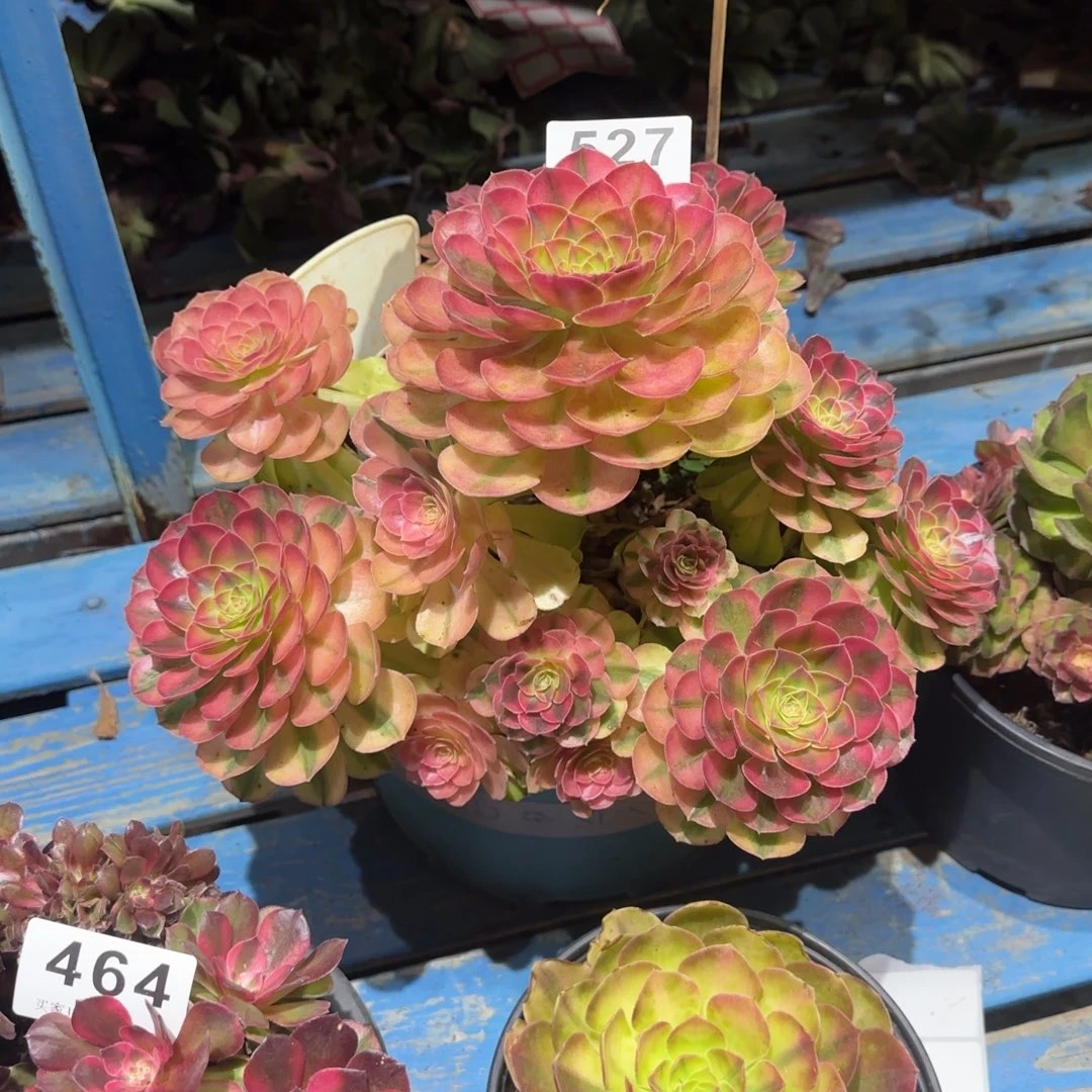 精品多肉植物0527